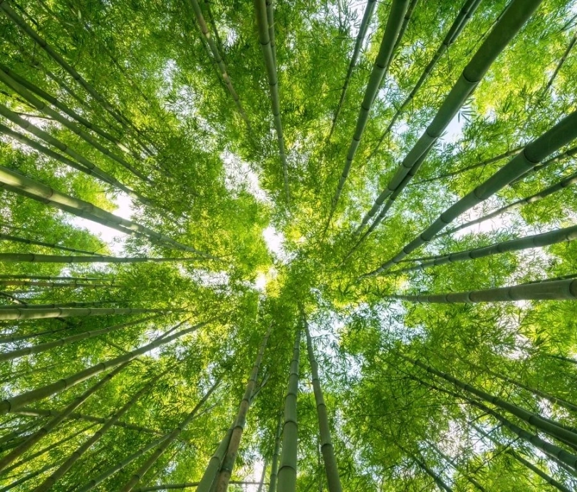 bosque